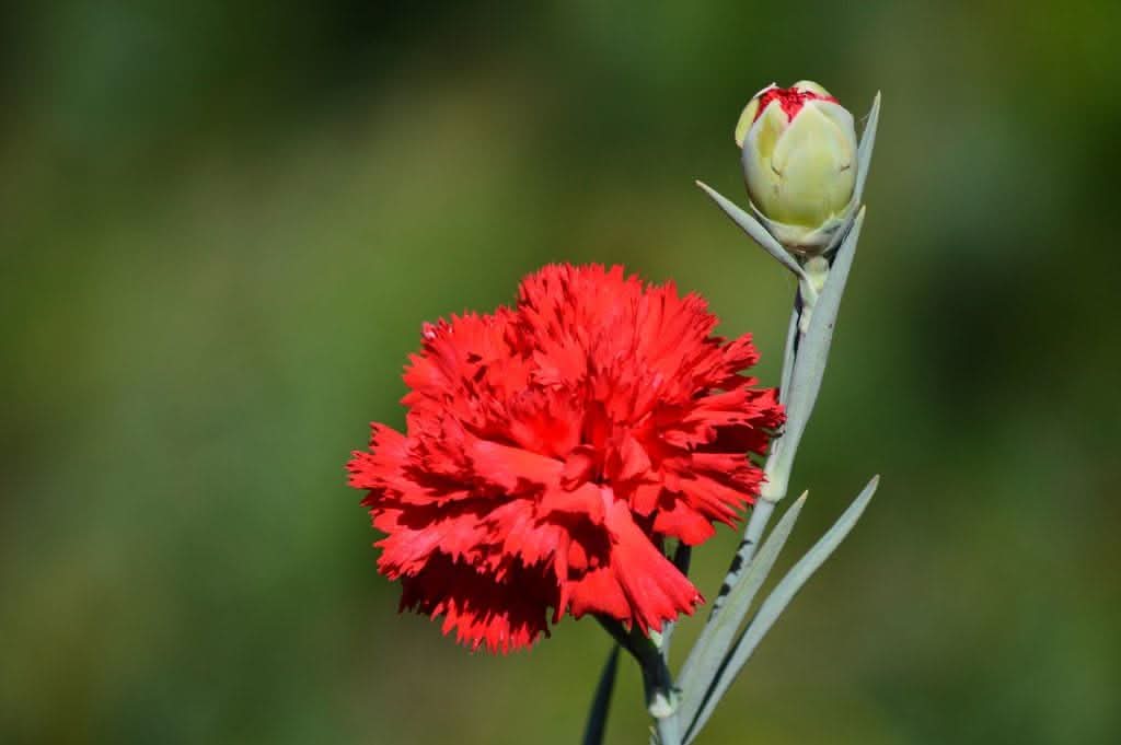 heirloom non flower seeds
