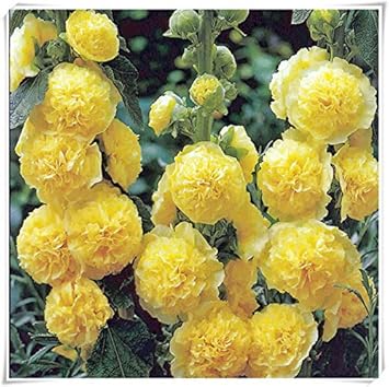 yellow heirloom flower seeds