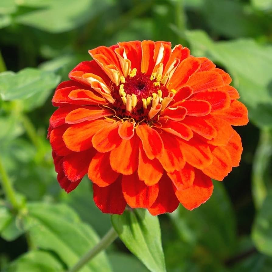 Orange røde Zinnia blomsterfrø til plantning - 100 stk