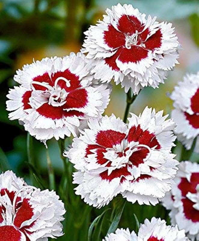 Dianthus Red White Flower Seeds for Planting - 100 pcs