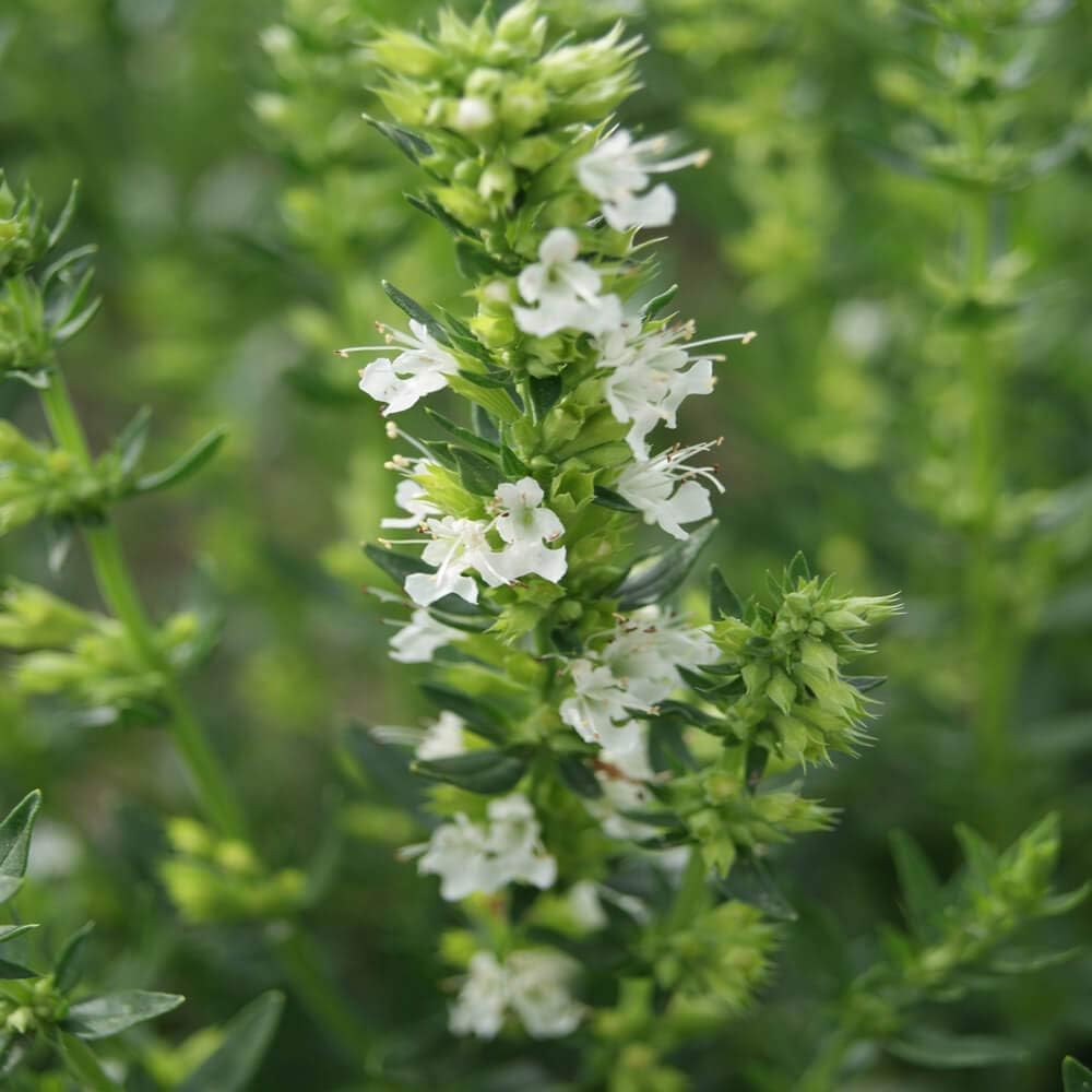 hyssopus flower flower seeds
