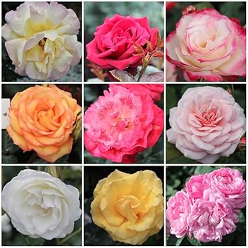 Flower Seeds, Seeds for Planting, Plant Seeds