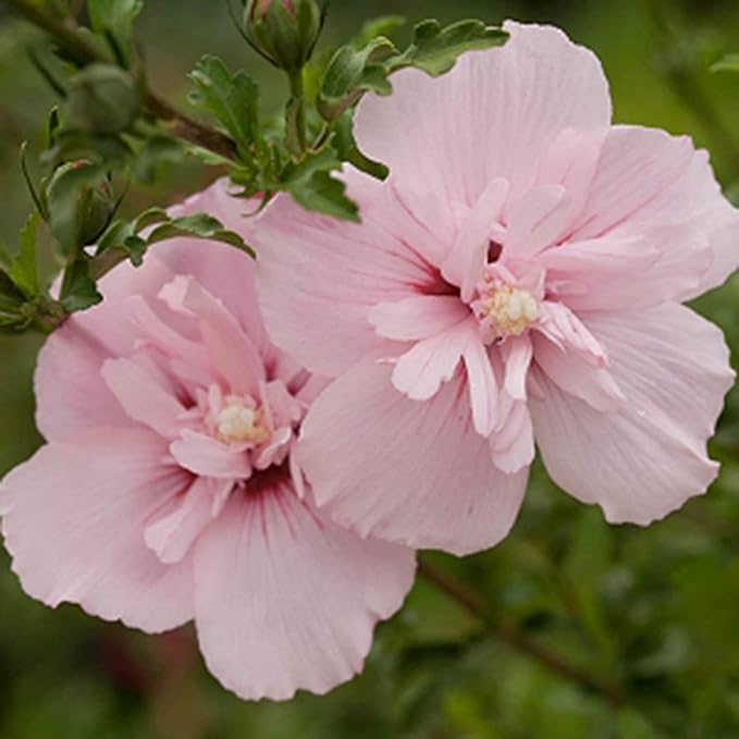 hibiscus dasysisycalyx flower seeds