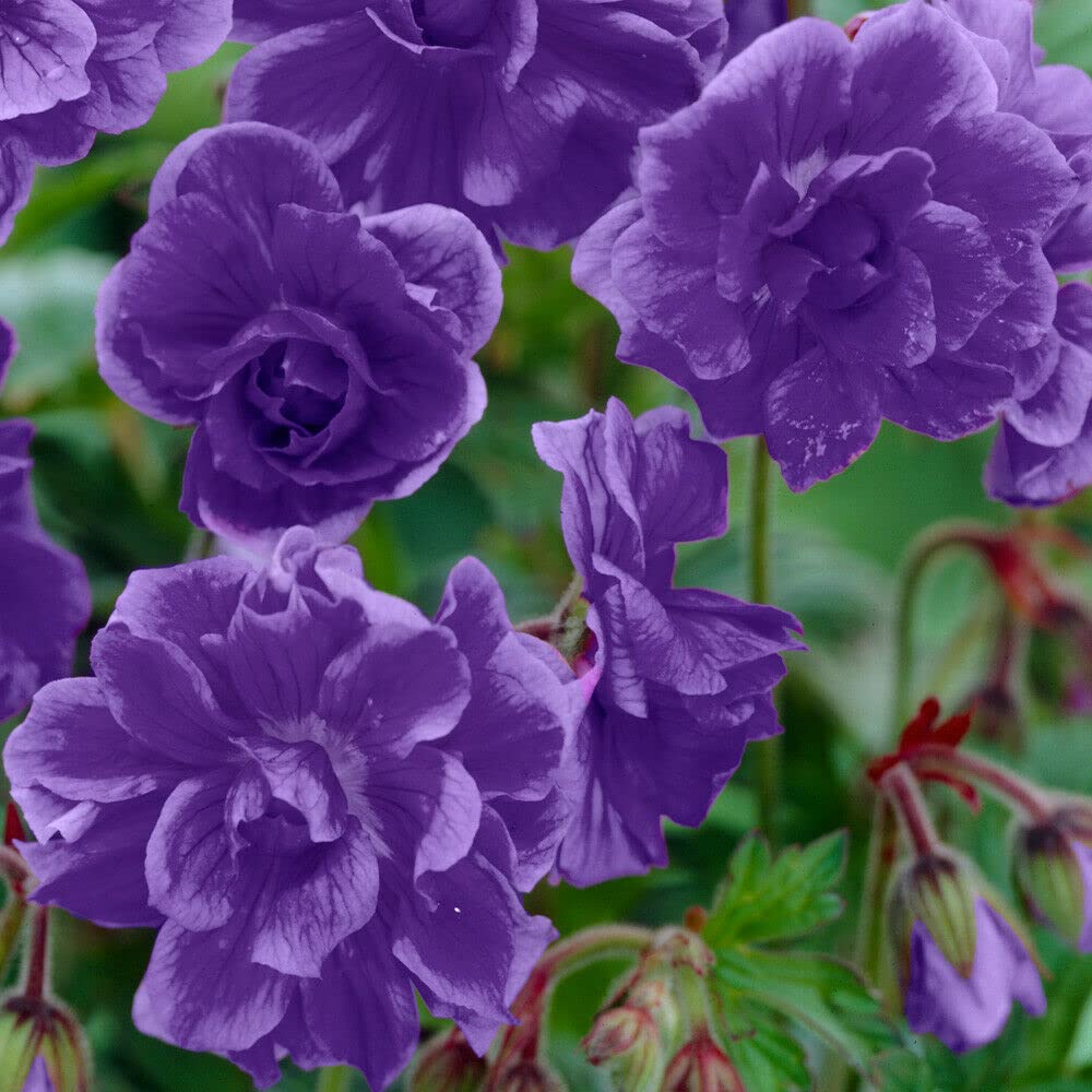Sky Blue Univalve Geranium Flower Seeds for Planting – Heirloom Non-GMO High Germination Unique Garden Blooms