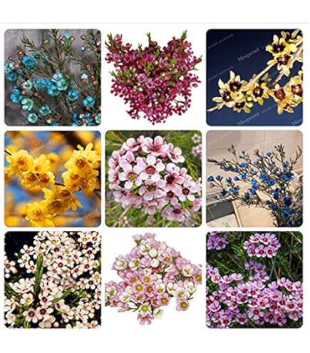 Geraldton Wax Mixed Color Flower Seeds for Planting 100 pcs