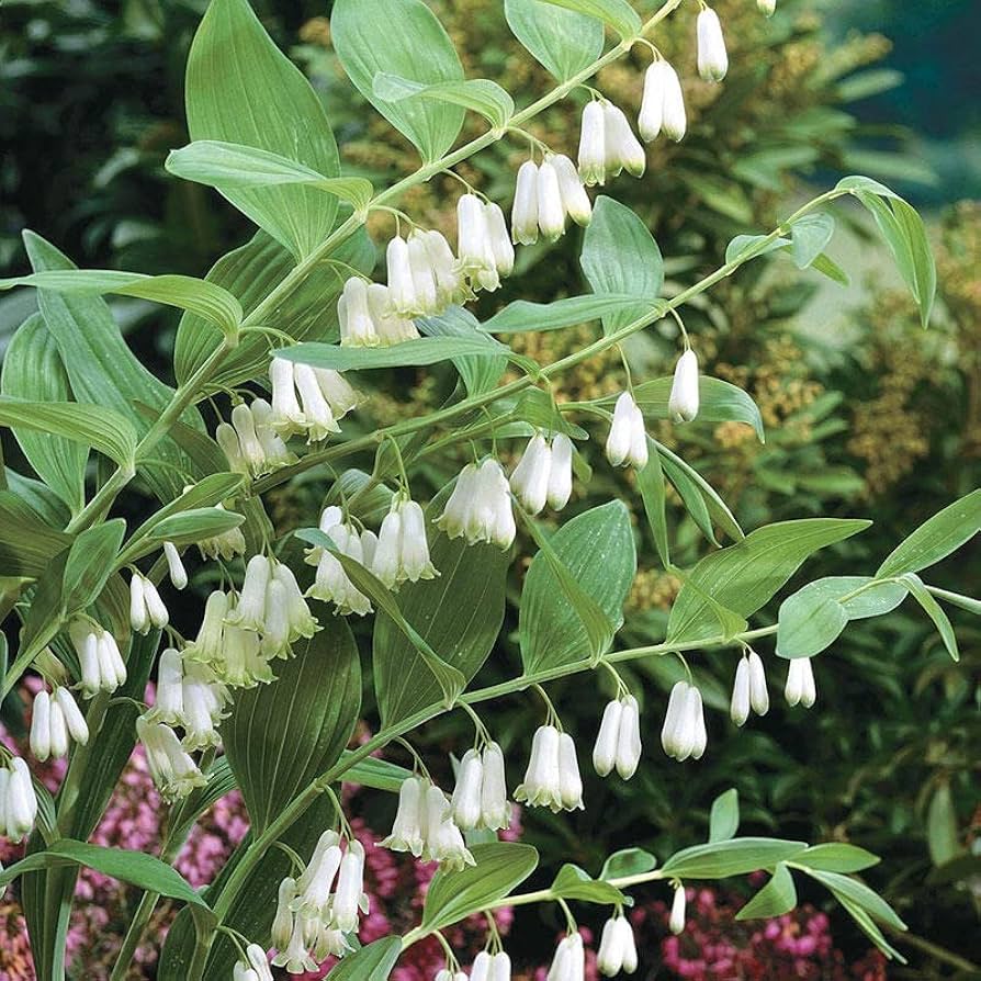 solomon s flower seeds