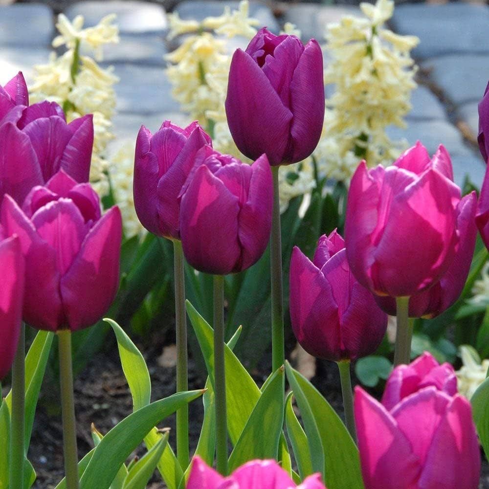 purple genuine flower seeds