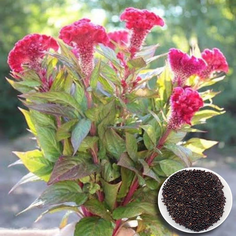 cockscomb for flower seeds