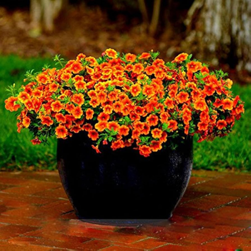 calibrachoa kabloom flower seeds