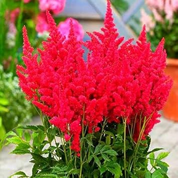 red astilbe flower seeds