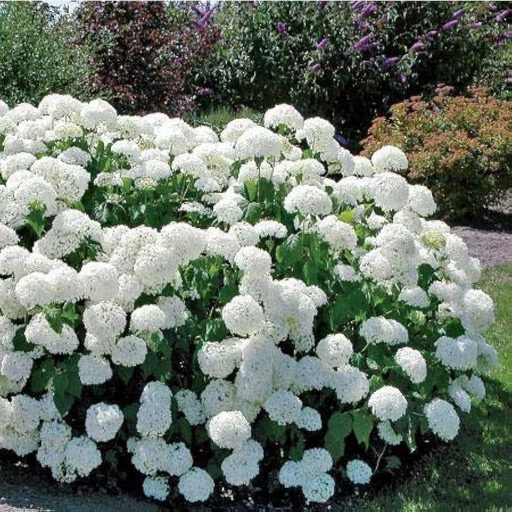 annabelle hydrangea flower seeds