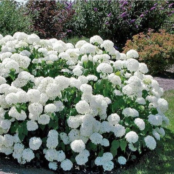 Annabelle Hydrangea For Planting Hydrangea Arborescens For Ornamental Gardens And Flower Beds