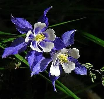 colorado flower flower seeds