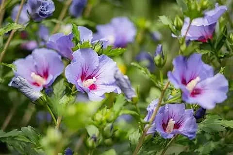 purple hibiscus flower seeds