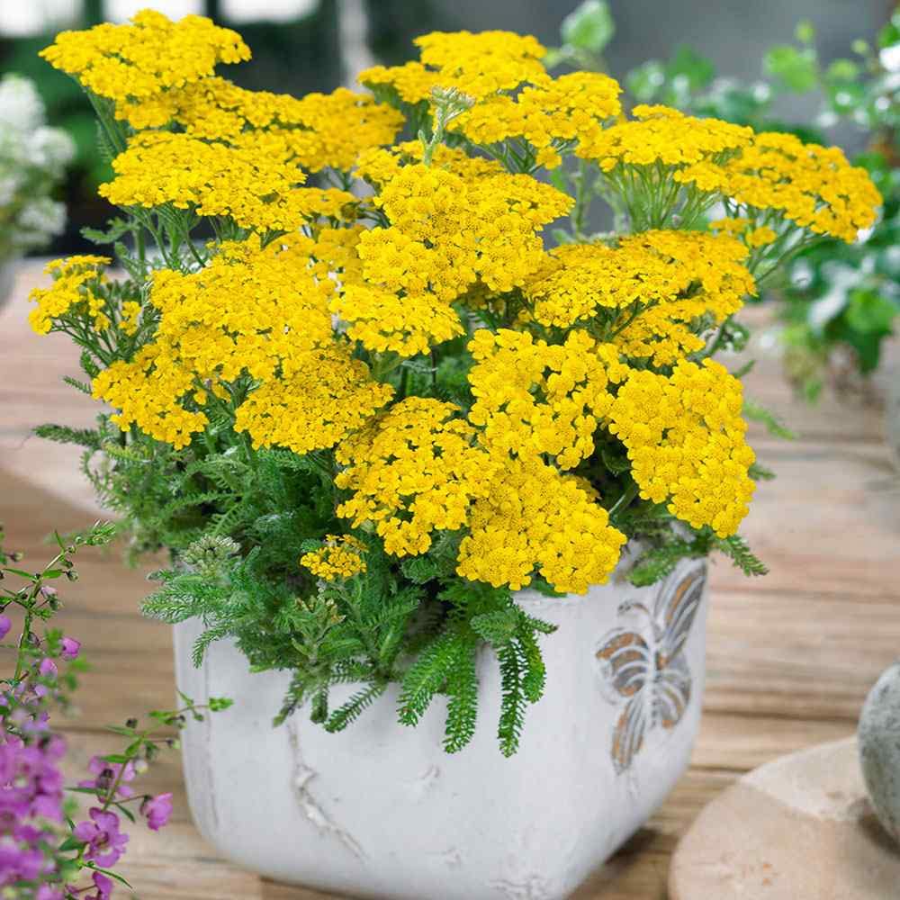 yellow heirloom flower seeds