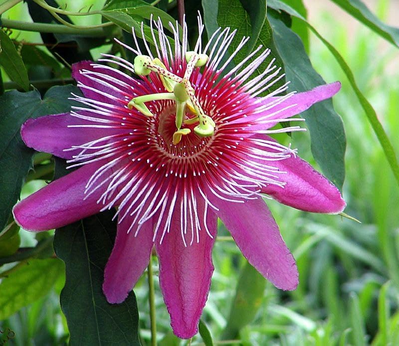 Passiflora Incarnata Blomsterfrø til udplantning - Pink 100 stk