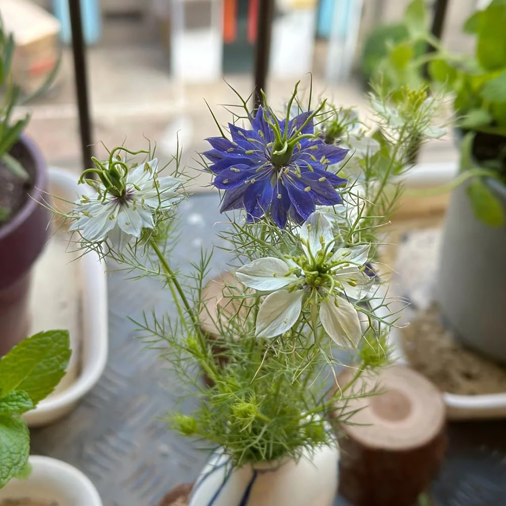 Hvide efterårsblomstfrø til udplantning - 100 stk