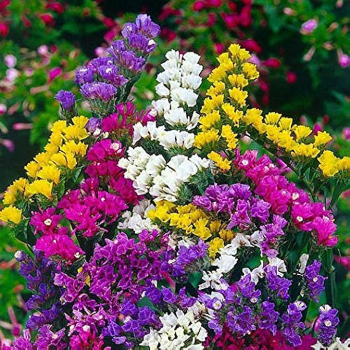Heirloom Non-GMO Limonium Flower Seeds for Planting – Long-Lasting Cut Flower Seeds