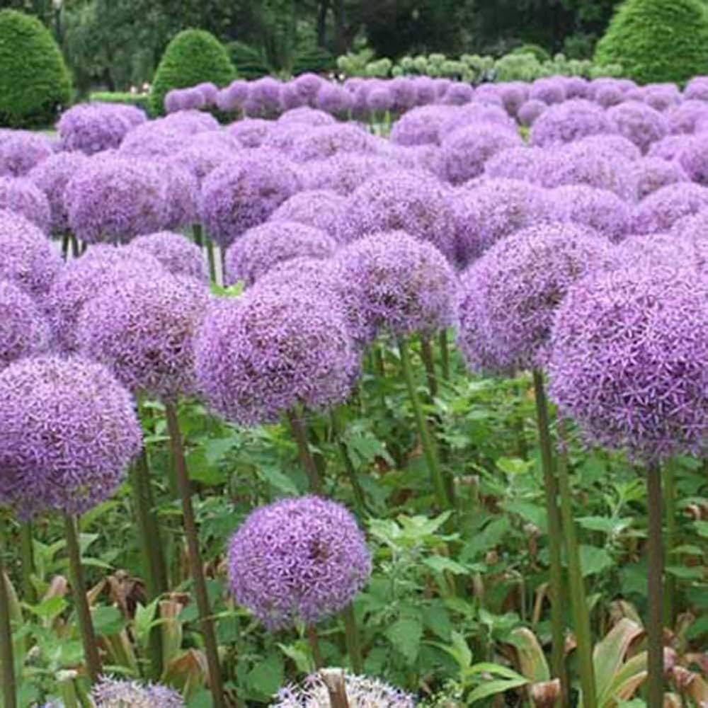 blue allium flower seeds