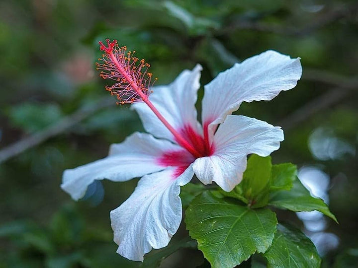 White Hibiscus Flower Seeds - 100 pcs