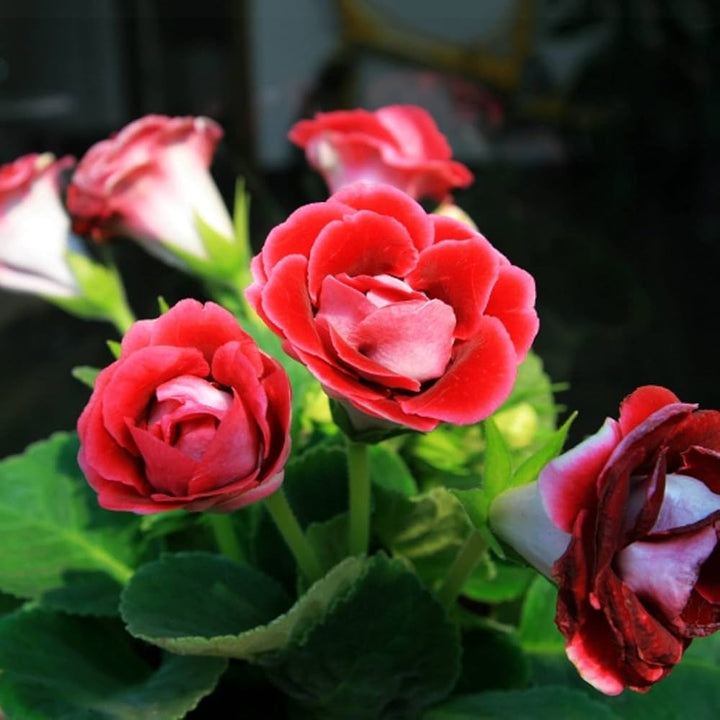 African Violet Flower Seeds Red – Heirloom, Non-GMO Seeds for Planting Indoor Garden Blooms