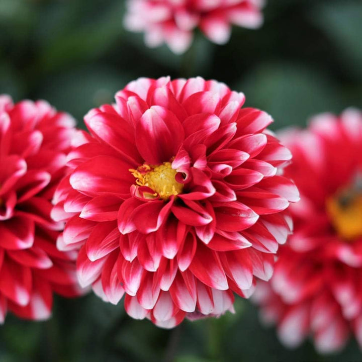 Light Red Dahlia Flower Seeds for Planting - 100 pcs