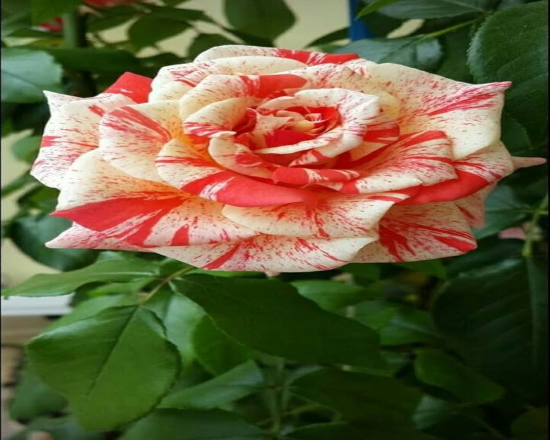 red cream flower seeds