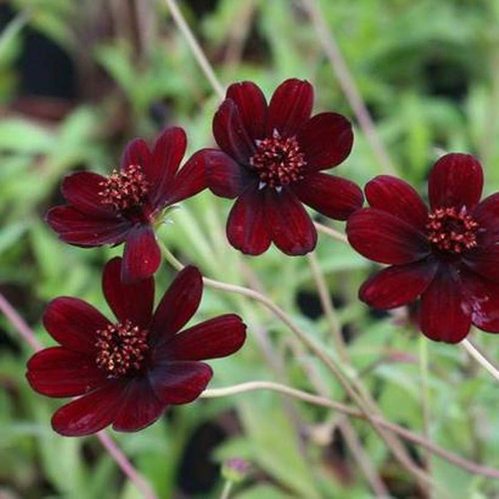 Chocolate Cosmos Flower Seeds for Planting 100 pcs