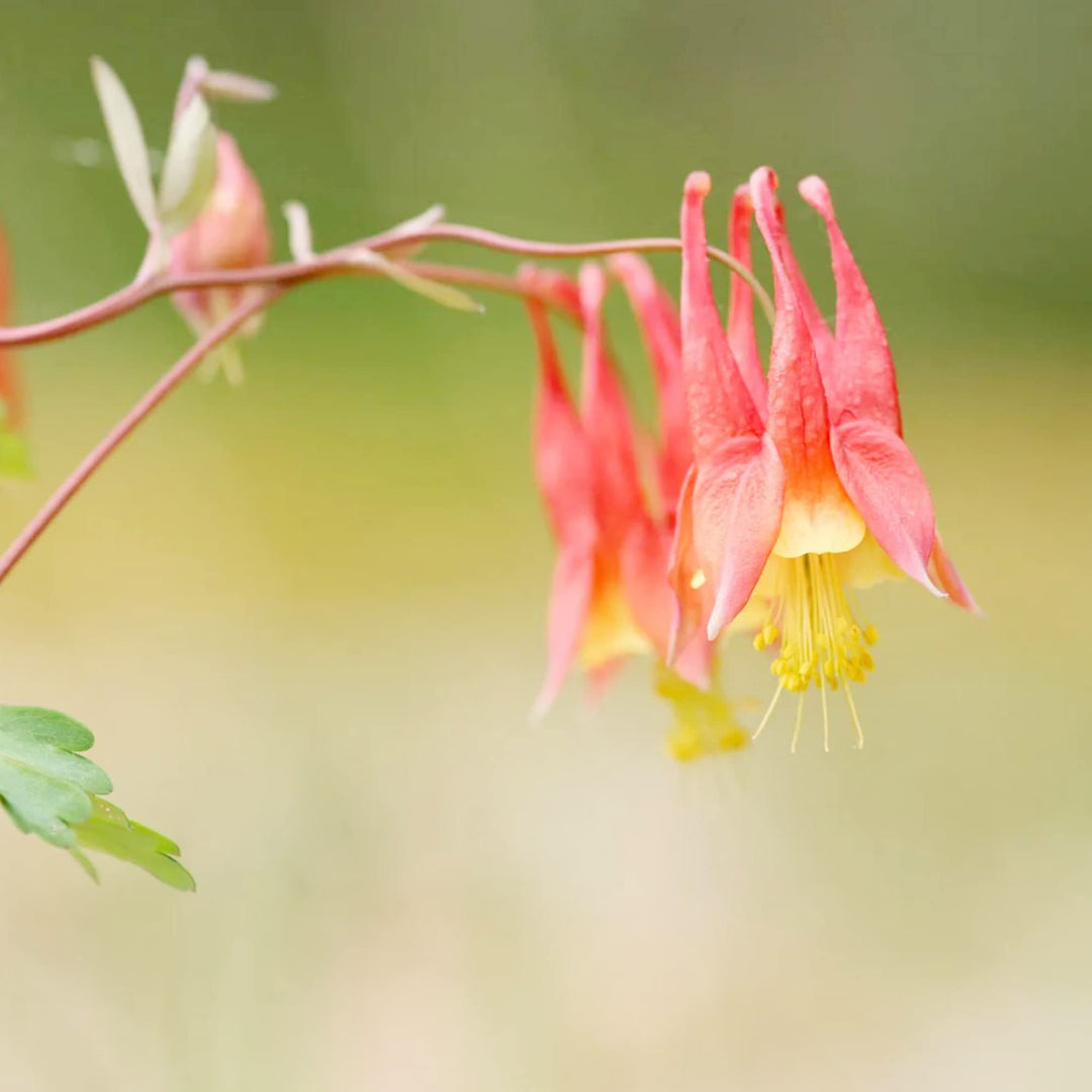 red akelei flower seeds