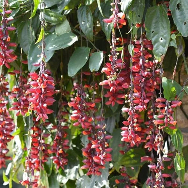 Heirloom Non-GMO Thunbergia Coccinea Flower Seeds for Planting – Tropical Climbing Garden Blooms