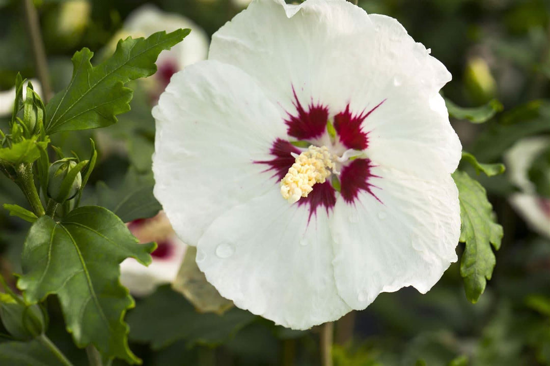 white purple flower seeds