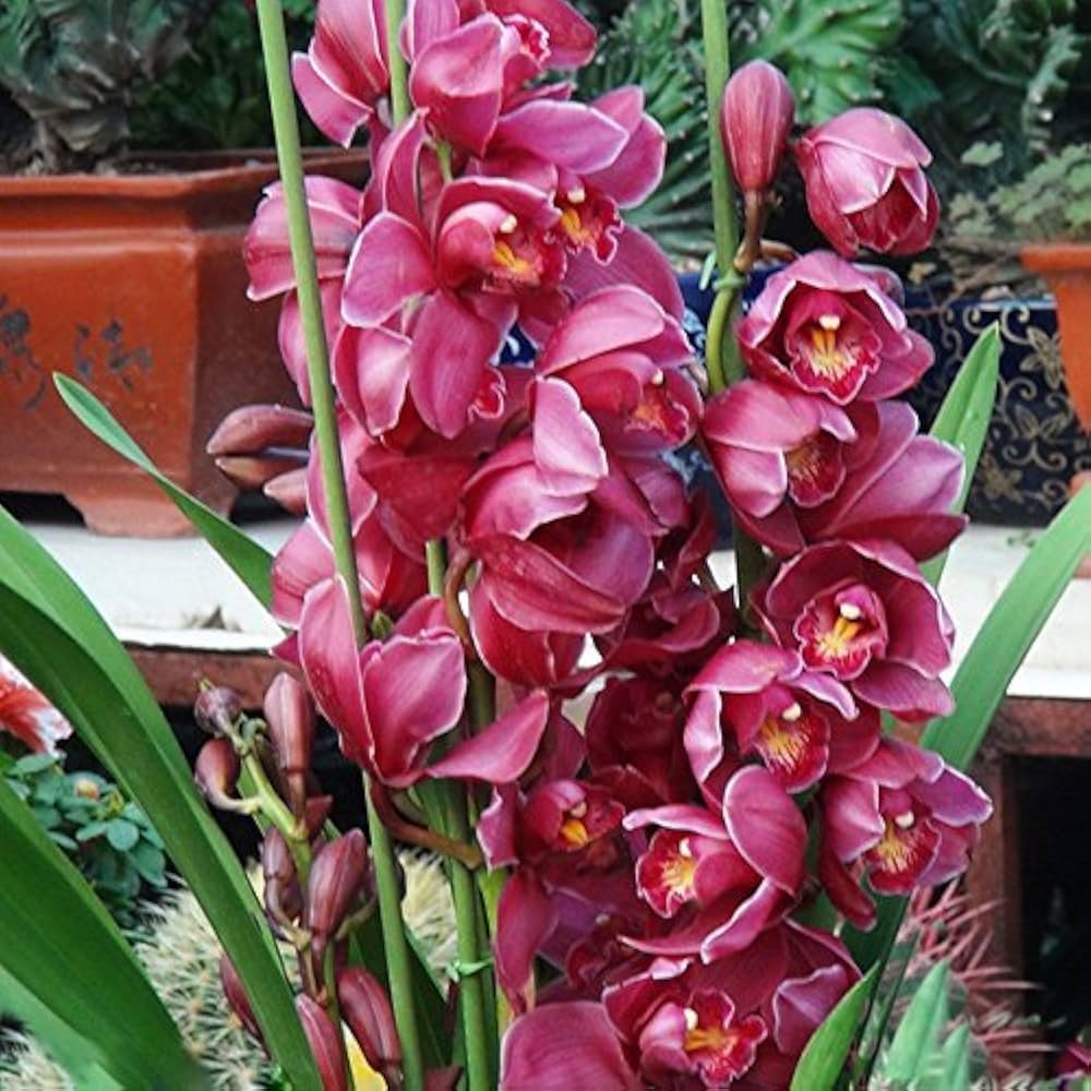 Red Cymbidium Orchid Flower Seeds for Planting - 100 pcs