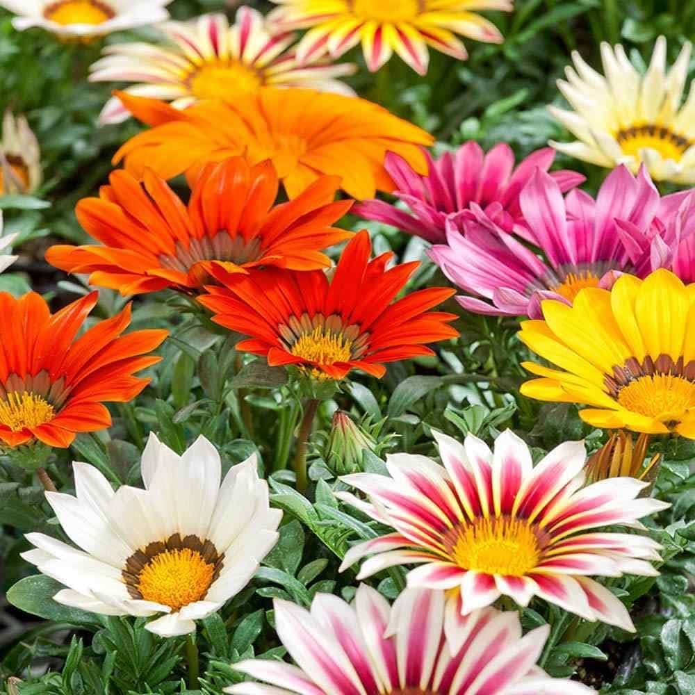 semi gazania flower seeds