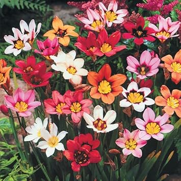 mixed sparaxis flower seeds