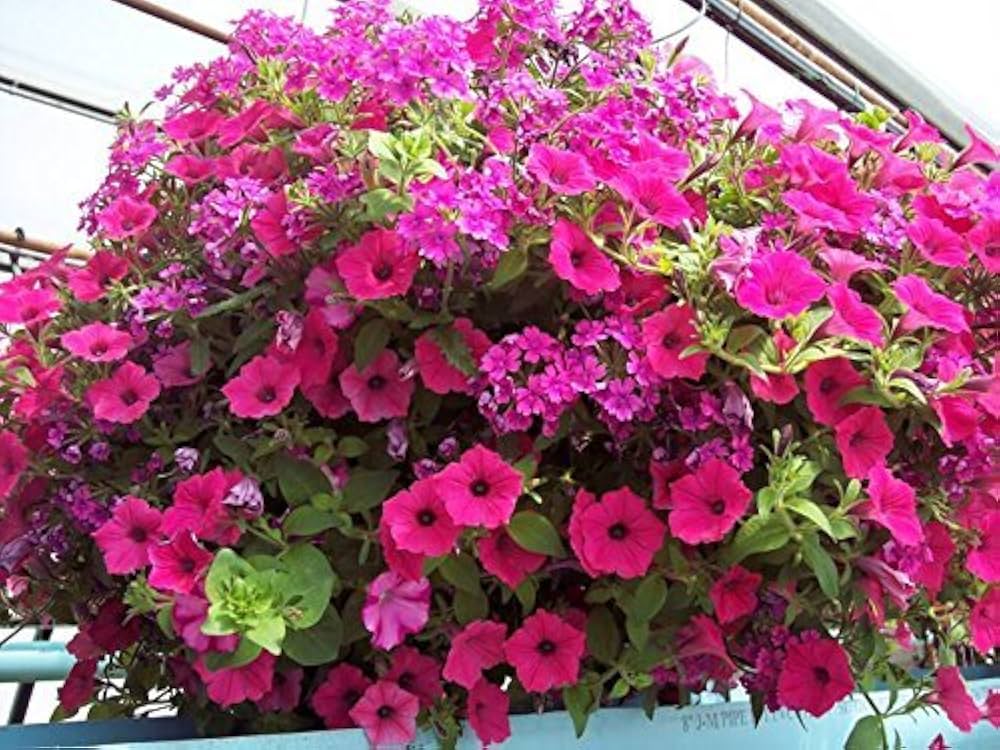 pink heirloom flower seeds