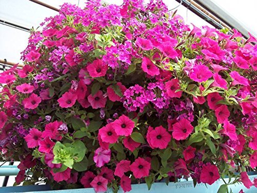 Fresh Petunia Flower Seeds for Planting, Dark Violet 100 pcs