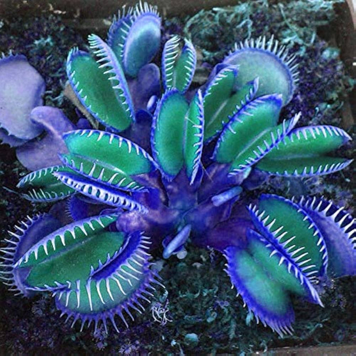 Blue Green Venus Fly Trap Seeds – Heirloom, Non-GMO Carnivorous Plant Seeds for Planting