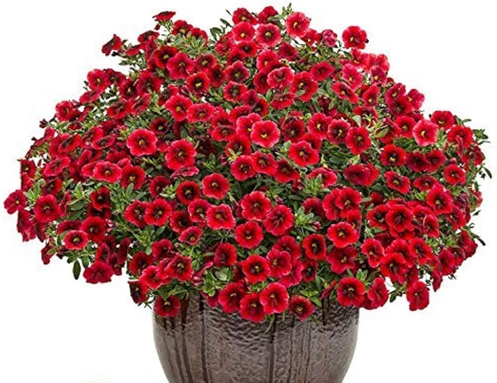 Annual Petunia flower seeds - 100 pcs