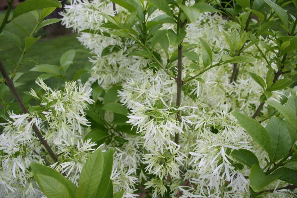 fringe tree flower seeds
