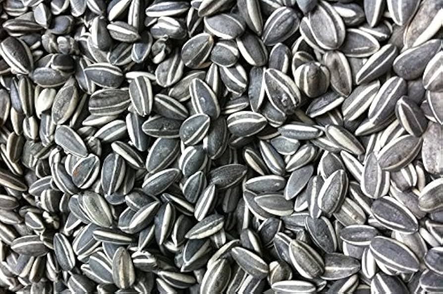 sunflower for flower seeds