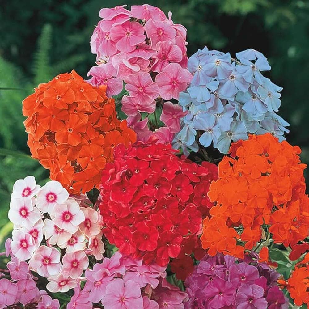 phlox phlox flower seeds