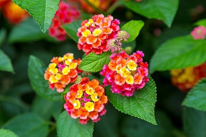 lantana flower seeds for sale Heirloom Non-GMO Lantana Flower Seeds for Planting – Bright Butterfly-Friendly Garden Blooms
