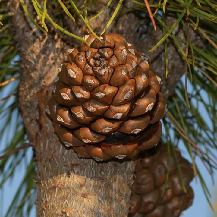 Italian Pine Nut Tree Seeds for Planting – Heirloom, Non-GMO Nut Seeds