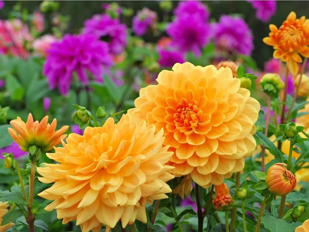 mixed dahlia flower seeds