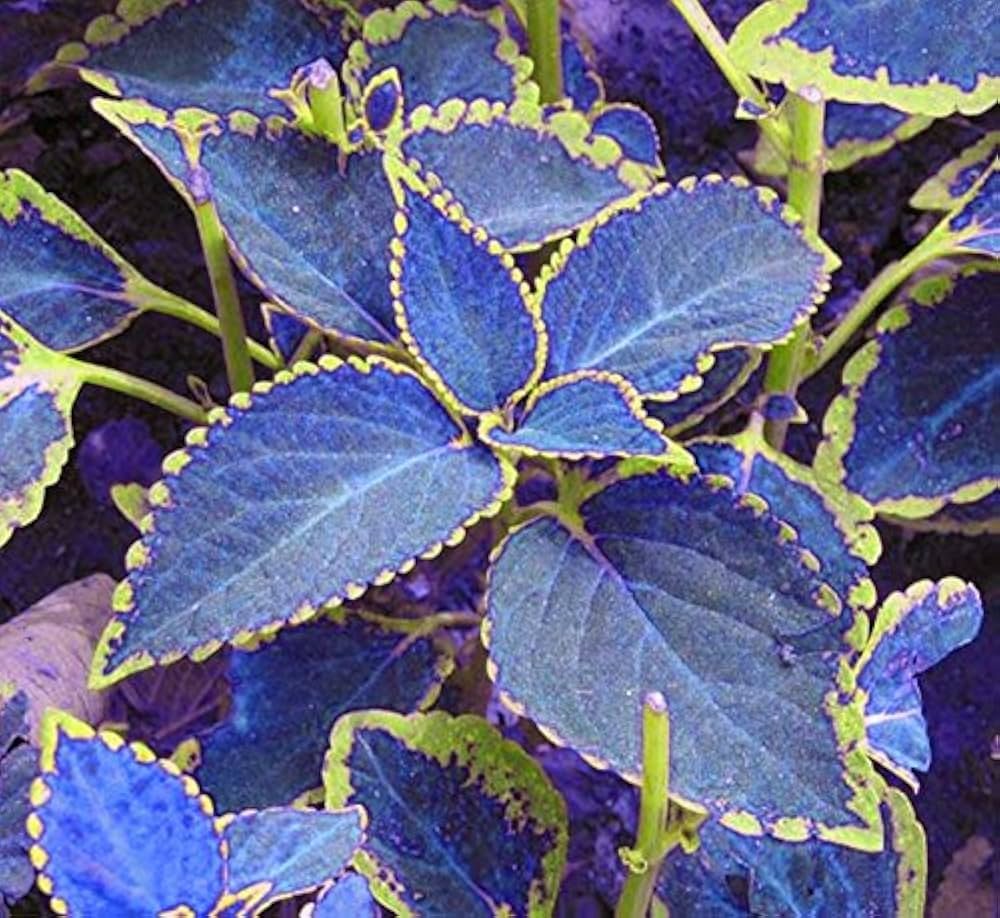 Blue Coleus Plant Seeds for Planting - 100 pcs