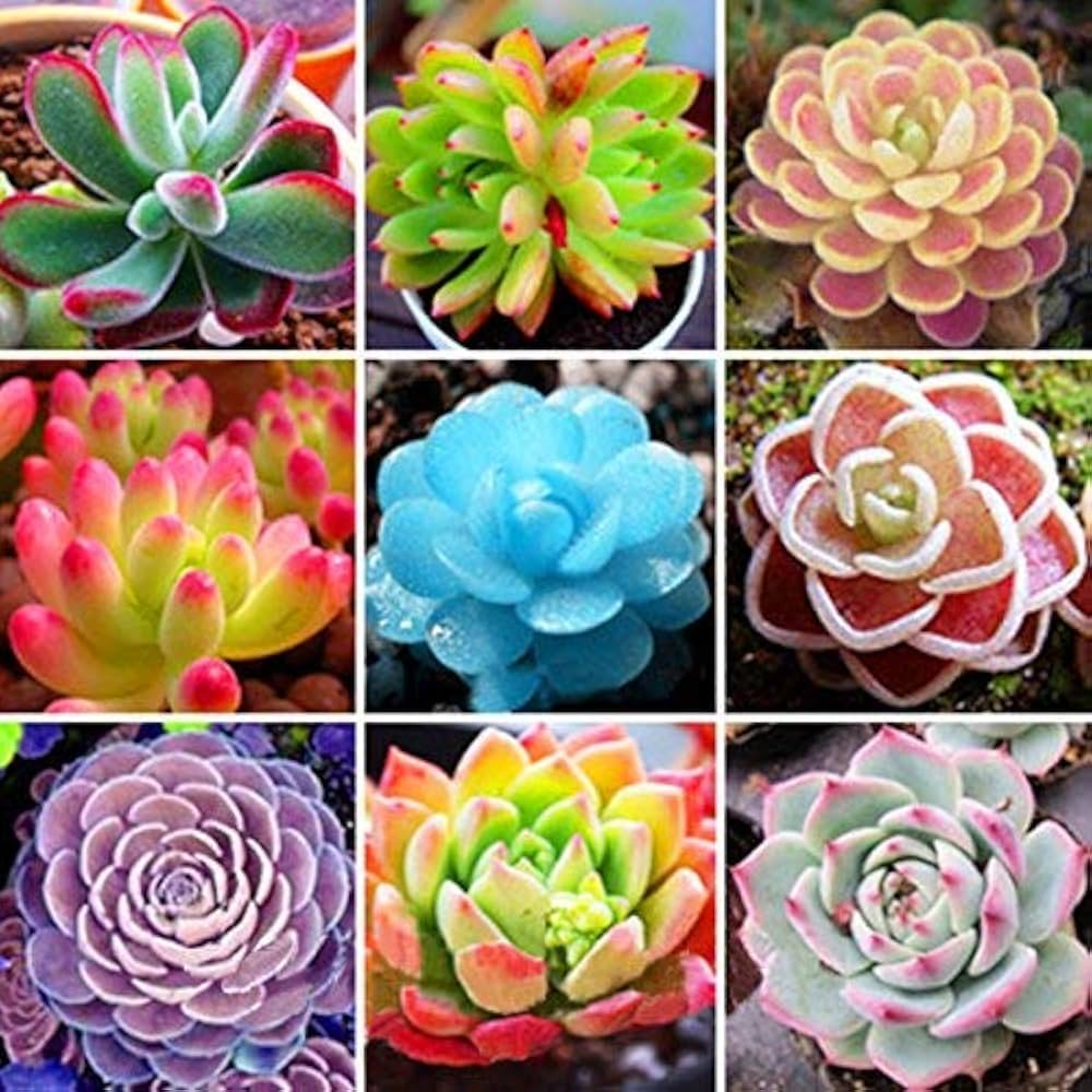 Mixed Succulent Flower Seeds – Heirloom Non-GMO Drought-Tolerant Seeds for Garden Planting