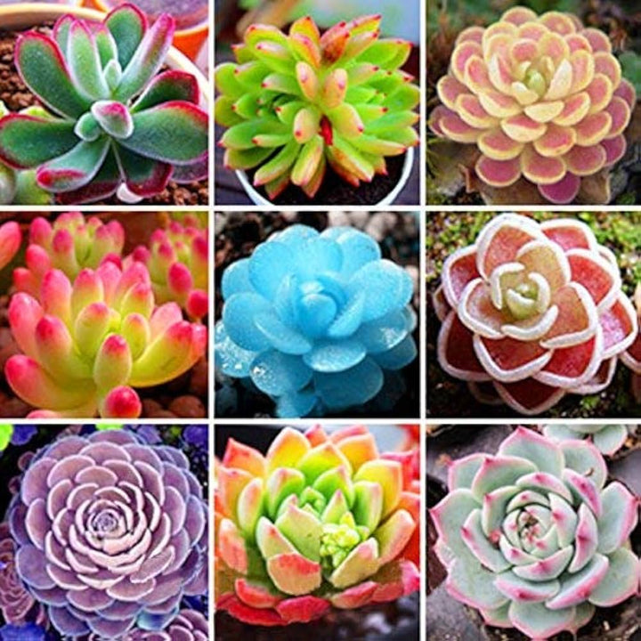 Mixed Succulent Flower Seeds – Heirloom Non-GMO Drought-Tolerant Seeds for Garden Planting