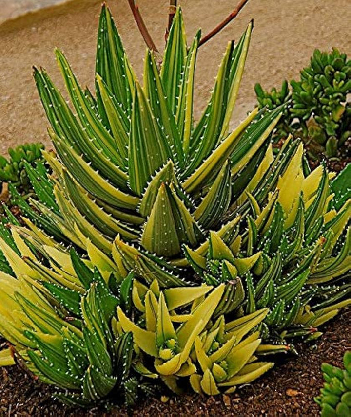 Edible Aloe Vera Yellow Green Plant Seeds for Planting-Heirloom & Non-GMO Seeds for planting