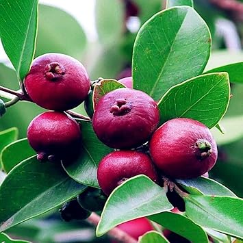 guava fruit seed planting Strawberry Guava Fruit Seeds for Planting – Heirloom Non-GMO High Germ – Neeraseeds