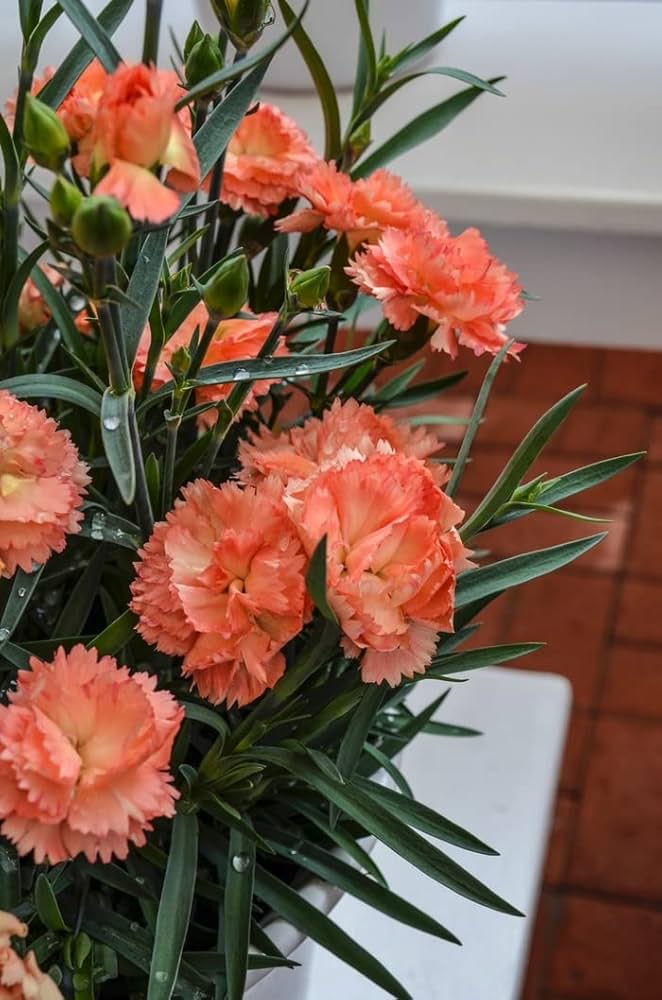 Lysorange nellikeblomsterfrø til plantning - 100 stk